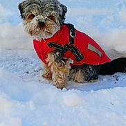 Vicky a rejoint le concours — aidez-le/la à gagner de superbes lots ! dog, snow, red_jacket, winter, pet, canine, outdoor, fur, cold, snowy_ground, small_dog, playful, frozen, animal, cute, winter_clothing, fluffy, nature, daylight, adorable