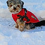 dog, snow, red_jacket, winter, pet, canine, outdoor, fur, cold, snowy_ground, small_dog, playful, frozen, animal, cute, winter_clothing, fluffy, nature, daylight, adorable