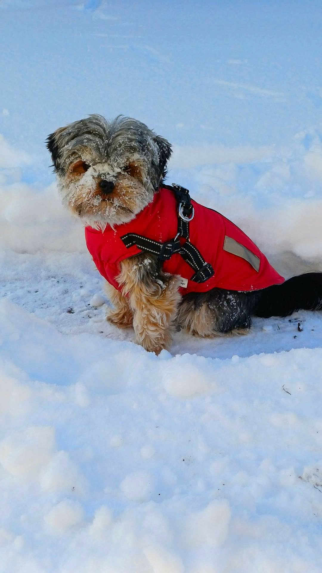 Vicky a rejoint le concours — aidez-le/la à gagner de superbes lots ! dog, snow, red_jacket, winter, pet, canine, outdoor, fur, cold, snowy_ground, small_dog, playful, frozen, animal, cute, winter_clothing, fluffy, nature, daylight, adorable