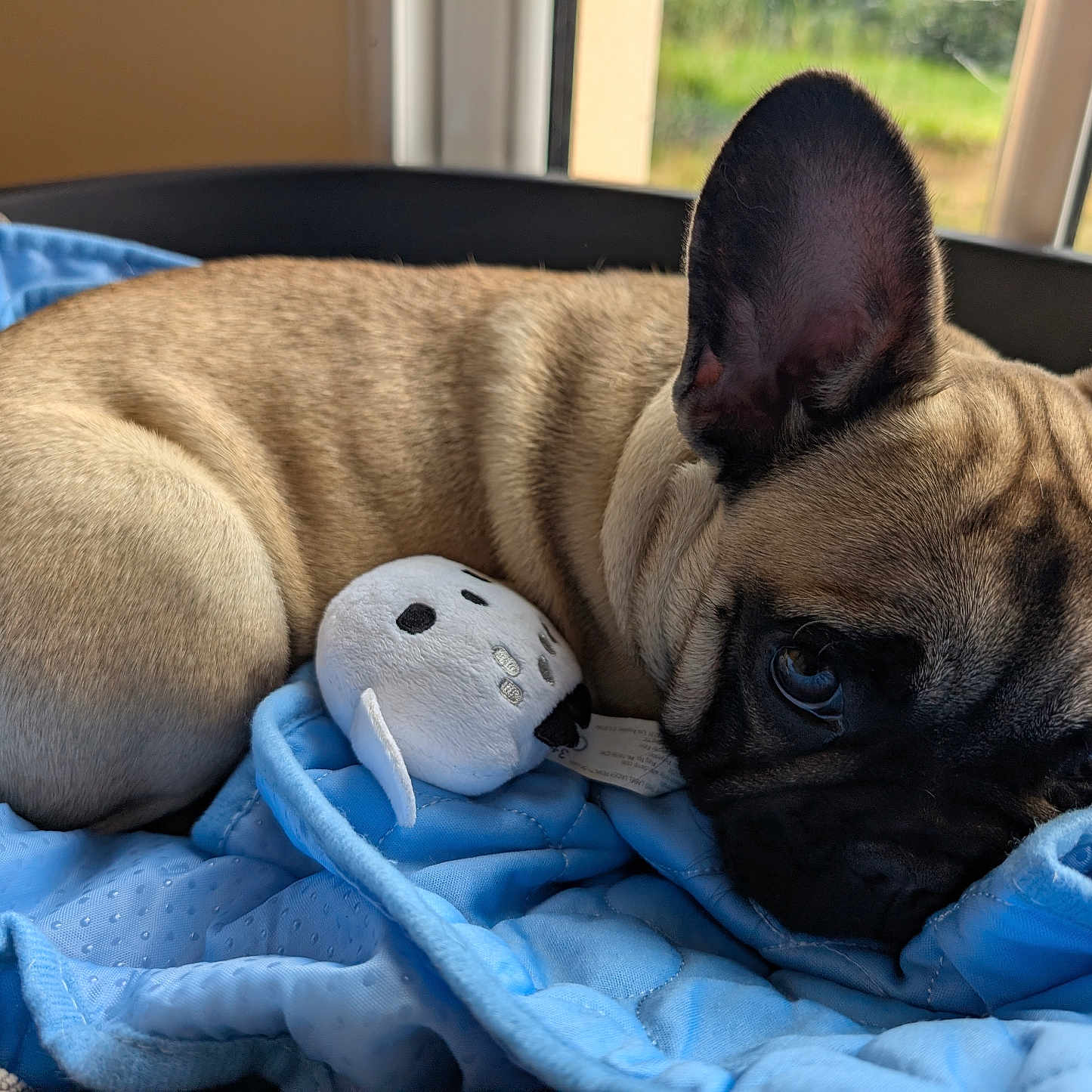 Alerte a rejoint le concours — aidez-le/la à gagner de superbes lots ! animal, bed, blanket, blue_blanket, closeup, cozy, cute, dog, ears, french_bulldog, fur, indoor, nap, pet, plush_toy, puppy, resting, sleepy, toy, window