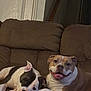 dog, couch, brown_couch, pet, animal, resting, relaxed, smiling_dog, happy_dog, two_dogs, indoor, domestic, companions, friendship, paw, white_and_black_dog, brown_and_white_dog, cute, cozy, home