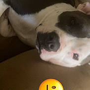 Atlas And Eve is registered to the contest to win money with this photo: dog, black_and_white, lounging, relaxed, indoor, pet, canine, fur, closeup, snout, ears, resting, animal, couch, brown, comfort, cute, sleepy, expression, emoji