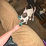 Atlas And Eve joined the competition — help win amazing prizes! dog, playing, rope_toy, person, hand, living_room, couch, carpet, black_and_white, pet, indoor, fun, animal, tug_of_war, furniture, small_dog, floor, casual, home, interaction