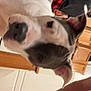 Atlas And Eve is registered to the contest to win money with this photo: dog, indoor, close_up, black_and_white, pet, curious, person, kitchen, cabinet, blur, animal, canine, face, ears, nose, human_hand, background, red_clothing, casual, home