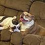 dog, couch, brown_couch, relaxing, happy_dog, resting, pet, animal, two_dogs, indoor, comfortable, canine, furry, companions, snuggle, paw, smiling_dog, friendly, cozy, domestic