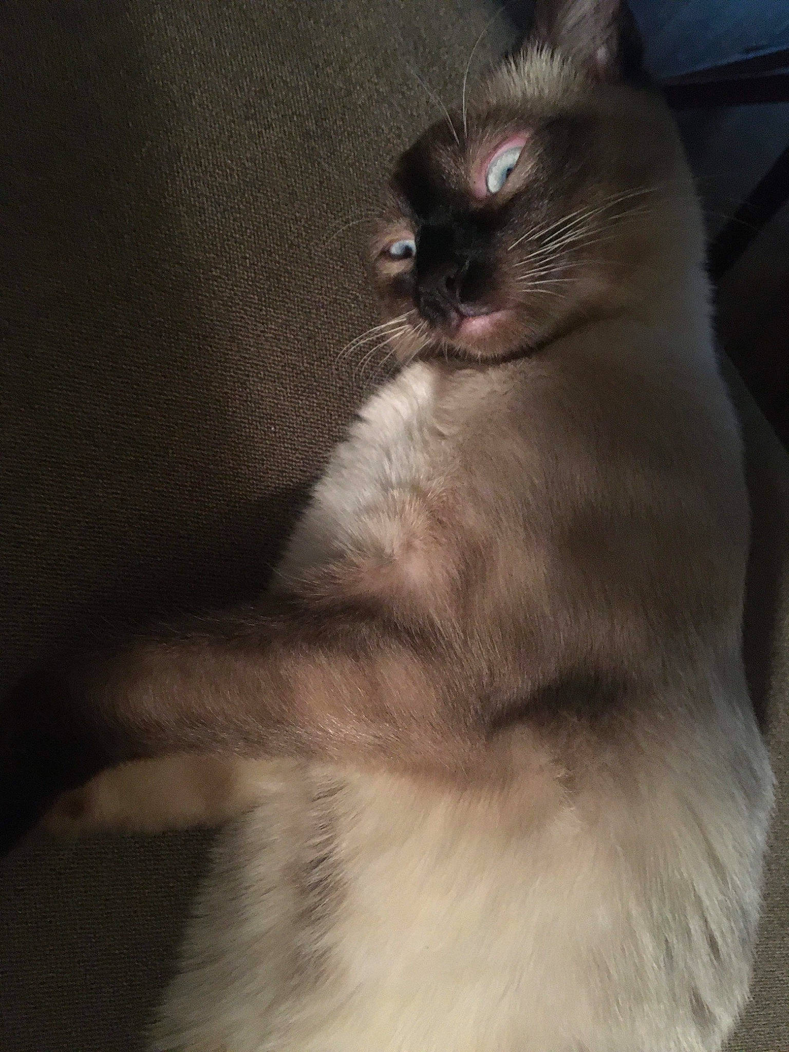 Tala joined the competition — help win amazing prizes! balinese, birman, burmese, carnivore, cat, domestic_long_haired_cat, eye, felidae, fur, himalayan, mammal, ragdoll, siamese, small_to_medium_sized_cats, snout, snowshoe, tail, thai, tonkinese, whiskers