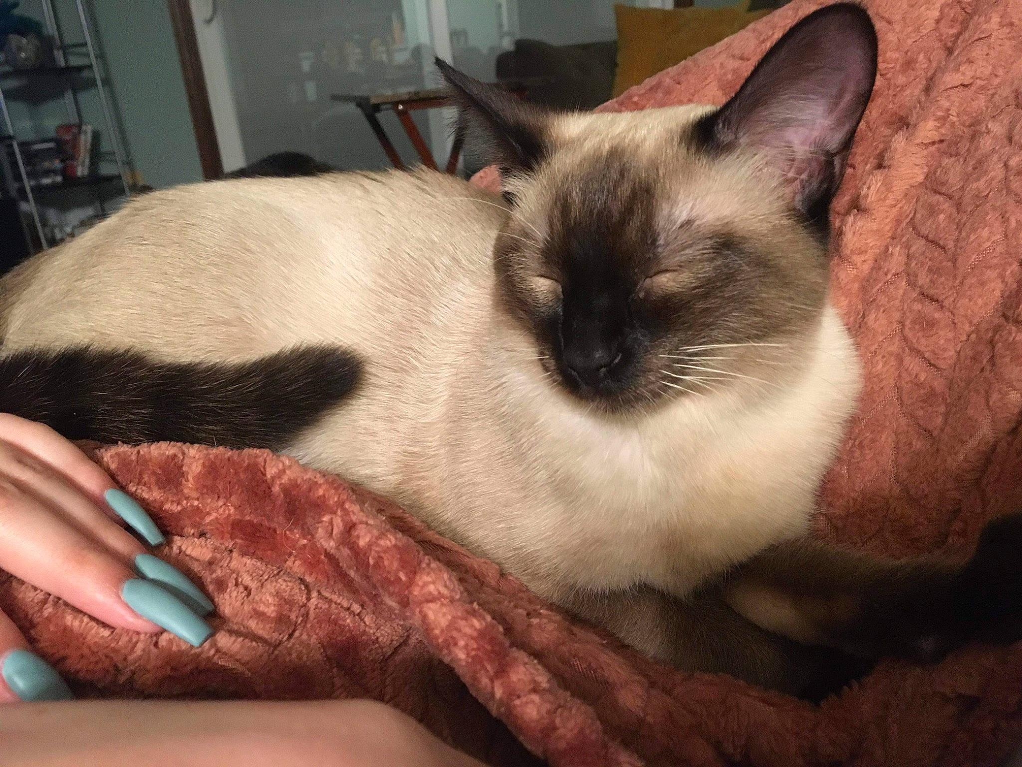 Tala is registered to the contest to win money with this photo: asian, balinese, birman, burmese, carnivore, cat, colorpoint_shorthair, felidae, himalayan, javanese, kitten, mammal, nap, siamese, small_to_medium_sized_cats, snowshoe, thai, tonkinese, vertebrate, whiskers