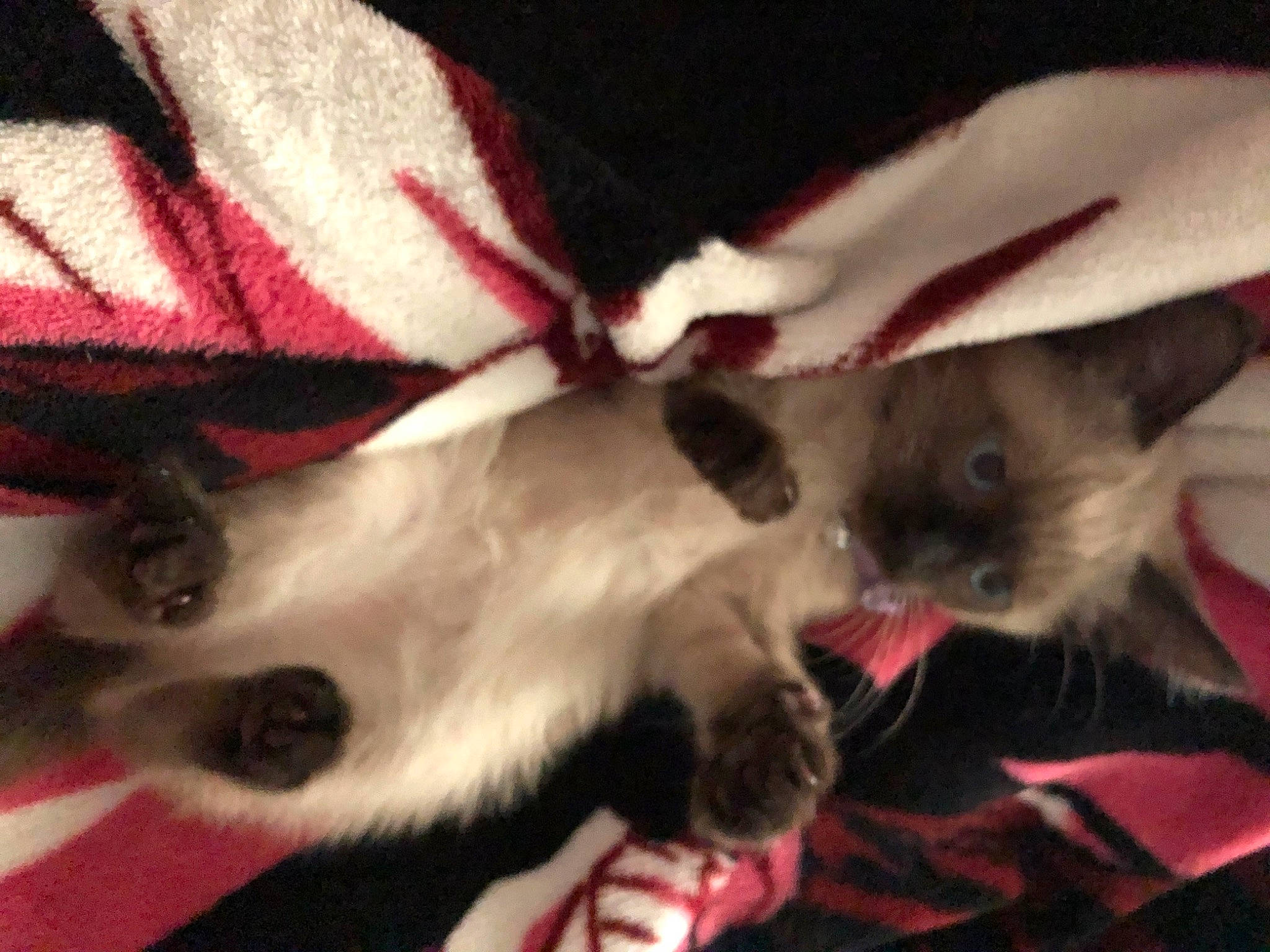 Tala joined the competition — help win amazing prizes! carnivore, cat, felidae, kitten, ragdoll, small_to_medium_sized_cats, whiskers