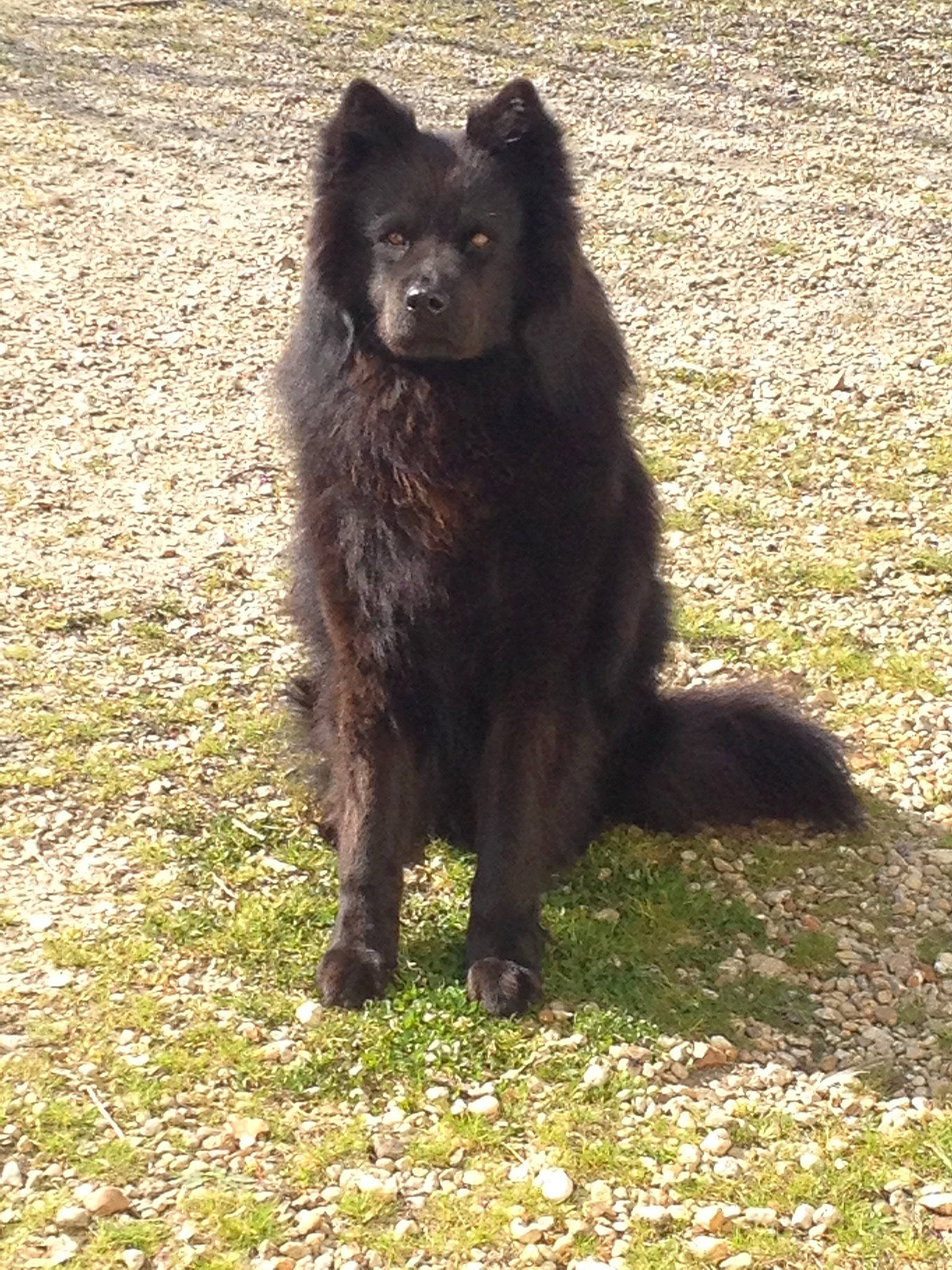 Natsu participe au concours pour gagner de l'argent avec cette photo : american_black_bear, bear, canidae, canis, carnivore, companion_dog, dog, dog_breed, fur, grass, plant, sporting_group, tail, terrestrial_animal, trunk, wildlife