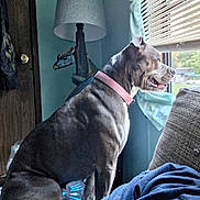 Zelda is registered to the contest to win money with this photo: blinds, blue_shirt, collar, couch, curtains, dog, door, dragon_lamp, furniture, house, indoor, lamp, light, looking_out, person_arm, pet, relaxed, seated, wall, window