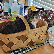 Lucy is registered to the contest to win money with this photo: cat, basket, table, plant, window_blinds, household_items, indoor, tabby_cat, wooden_table, potted_plant, curious, pet, domestic, feline, container, natural_light, decor, chair, houseplant, looking_back
