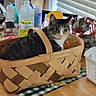 cat, basket, table, plant, window_blinds, household_items, indoor, tabby_cat, wooden_table, potted_plant, curious, pet, domestic, feline, container, natural_light, decor, chair, houseplant, looking_back