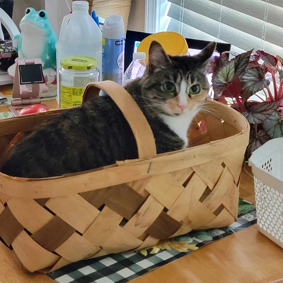 Lucy