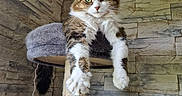 Praline participe au concours pour gagner de l'argent avec cette photo : animal, cat, cat_tree, cozy, feline, fluffy, fur, green_eyes, hanging_toy, home, indoor, looking_at_camera, paws, pet, relaxed, resting, scratching_post, stone_wall, toy_mouse, whiskers