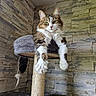 Praline participe au concours pour gagner de l'argent avec cette photo : cat, fluffy, paws, cat_tree, scratching_post, indoor, stone_wall, feline, pet, animal, relaxed, cozy, fur, whiskers, green_eyes, toy_mouse, hanging_toy, resting, looking_at_camera, home