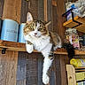 Praline a rejoint le concours — aidez-le/la à gagner de superbes lots ! cat, feline, pet, shelf, wood, canisters, jar, kitchen, relaxed, indoor, fur, green_eyes, paw, vintage_sign, decor, household, cozy, domestic, resting, cute