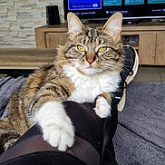 Praline a rejoint le concours — aidez-le/la à gagner de superbes lots ! cat, tabby_cat, pet, indoor, feline, paw, person_leg, black_leggings, cozy, blanket, living_room, television, wooden_furniture, floor, relaxation, fur, whiskers, eyes, close_up, home
