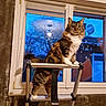 Cookie a rejoint le concours — aidez-le/la à gagner de superbes lots ! cat, tabby_cat, ladder, window, reflection, indoor, evening, pet, feline, fur, animal, house, home, domestic_animal, looking, curious, perched, sitting, blue_sky, tree