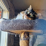 Cookie a rejoint le concours — aidez-le/la à gagner de superbes lots ! cat, cat_tree, feline, pet, indoor, window, sunlight, resting, fur, whiskers, green_eyes, relaxing, cozy, home, plant, stone_wall, scratched_post, toy, tail, perched