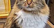 Cookie a rejoint le concours — aidez-le/la à gagner de superbes lots ! cat, fluffy, green_eyes, tabby, white_paws, white_chest, kitchen, countertop, indoor, pet, feline, whiskers, ears, fur, domestic_animal, box, food_packaging, sitting, curious, closeup