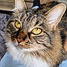 Cookie participe au concours pour gagner de l'argent avec cette photo : cat, tabby, close_up, yellow_eyes, whiskers, fur, pet, indoor, resting, lap, jeans, animal, cute, feline, portrait, domestic_cat, soft_focus, fluffy, attention, relaxed