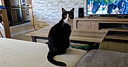 Isis participe au concours pour gagner de l'argent avec cette photo : cat, black_and_white_cat, couch, living_room, coffee_table, television, stone_wall, wooden_furniture, indoor, pet, animal, home_interior, curious, sitting, feline, household, modern_decor, appliance, refrigerator, person_on_tv