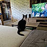 cat, black_and_white_cat, couch, living_room, coffee_table, television, stone_wall, wooden_furniture, indoor, pet, animal, home_interior, curious, sitting, feline, household, modern_decor, appliance, refrigerator, person_on_tv