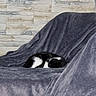 Isis a rejoint le concours — aidez-le/la à gagner de superbes lots ! cat, sleeping, black_and_white, couch, blanket, indoor, furniture, stone_wall, relaxing, cozy, pet, fur, animal, resting, soft, home, comfort, curled_up, quiet, peaceful