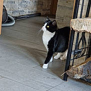 Isis participe au concours pour gagner de l'argent avec cette photo : cat, black_and_white, indoor, floor, tile, stone_wall, firewood, vacuum_hose, curious, pet, animal, whiskers, paw, feline, house, wood, metal, quiet, room, shadow