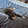 Isis a rejoint le concours — aidez-le/la à gagner de superbes lots ! cat, bed, stuffed_animals, black_and_white, relaxed, indoor, feline, fur, whiskers, sleepy, cozy, plush, toy, animal, laying_down, domestic, resting, home, pet, curious