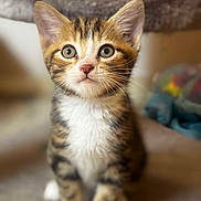 Pikachu a rejoint le concours — aidez-le/la à gagner de superbes lots ! kitten, tabby, cat, white_paws, white_chest, pet, animal, young, cute, curious, feline, indoor, soft_focus, fur, whiskers, ears, sitting, portrait, close_up, adorable