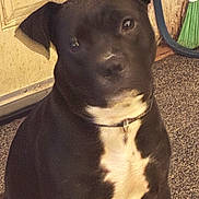 Bandit is registered to the contest to win money with this photo: animal, black_dog, canine, carpet, closeup, collar, companion, curious, dog, domestic, door, floor, friendly, head_tilt, household, indoor, pet, portrait, sitting, white_chest