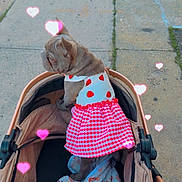 Suga Mama joined the competition — help win amazing prizes! dog, stroller, sidewalk, dress, clothing, pet, outdoor, cute, hearts, pink, fabric, pattern, animal, small_dog, puppy, walking, urban, pavement, pet_accessory, playful