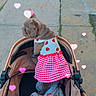dog, stroller, sidewalk, dress, clothing, pet, outdoor, cute, hearts, pink, fabric, pattern, animal, small_dog, puppy, walking, urban, pavement, pet_accessory, playful
