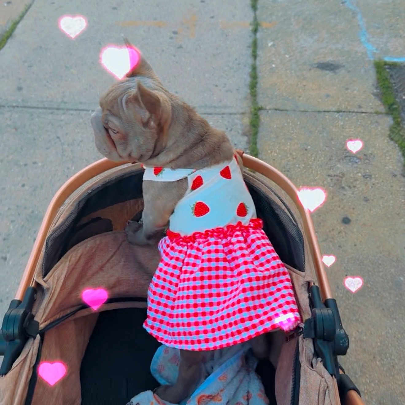 Suga Mama joined the competition — help win amazing prizes! dog, stroller, sidewalk, dress, clothing, pet, outdoor, cute, hearts, pink, fabric, pattern, animal, small_dog, puppy, walking, urban, pavement, pet_accessory, playful