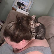 Loki is registered to the contest to win money with this photo: animal, cat, comfort, companion, couch, cozy, cute, friendship, furniture, gray_shirt, hair, home, indoor, kitten, person, pet, relaxing, shoulder, snuggling, tabby