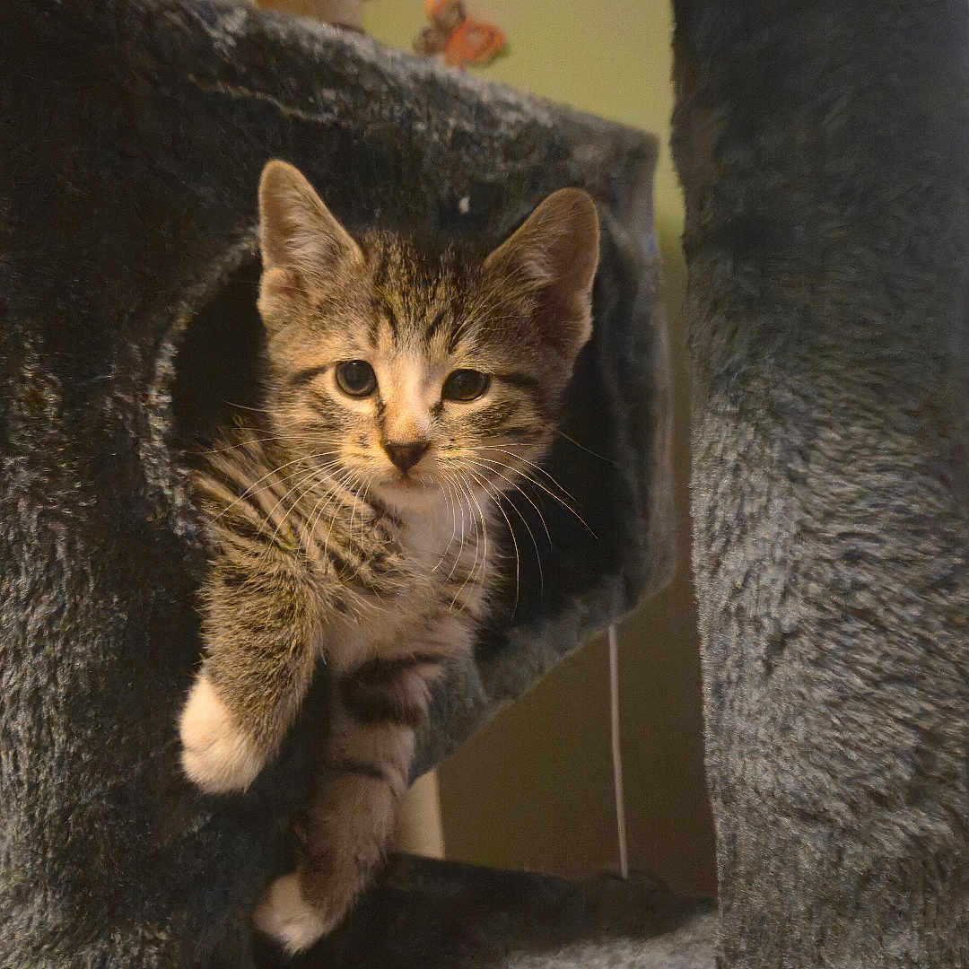Loki joined the competition — help win amazing prizes! animal, cat, cat_tree, cozy, curious, cute, ears, feline, fur, home, indoor, kitten, paws, pet, playful, soft, tabby, texture, whiskers, young