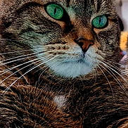 Chouchou Alias Fils participe au concours pour gagner de l'argent avec cette photo : animal, cat, close_up, cute, domestic_animal, ear, face, feline, fur, green_eyes, indoor, mammal, nose, paw, pet, portrait, relaxed, sleeping_area, tabby, whiskers