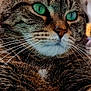 animal, cat, close_up, cute, domestic_animal, ear, face, feline, fur, green_eyes, indoor, mammal, nose, paw, pet, portrait, relaxed, sleeping_area, tabby, whiskers