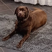 Parker participe au concours pour gagner de l'argent avec cette photo : dog, brown, indoor, rug, tile_floor, curtains, pet, animal, flooring, canine, resting, looking, collar, domestic, fur, laying_down, home, quiet, calm, medium_size