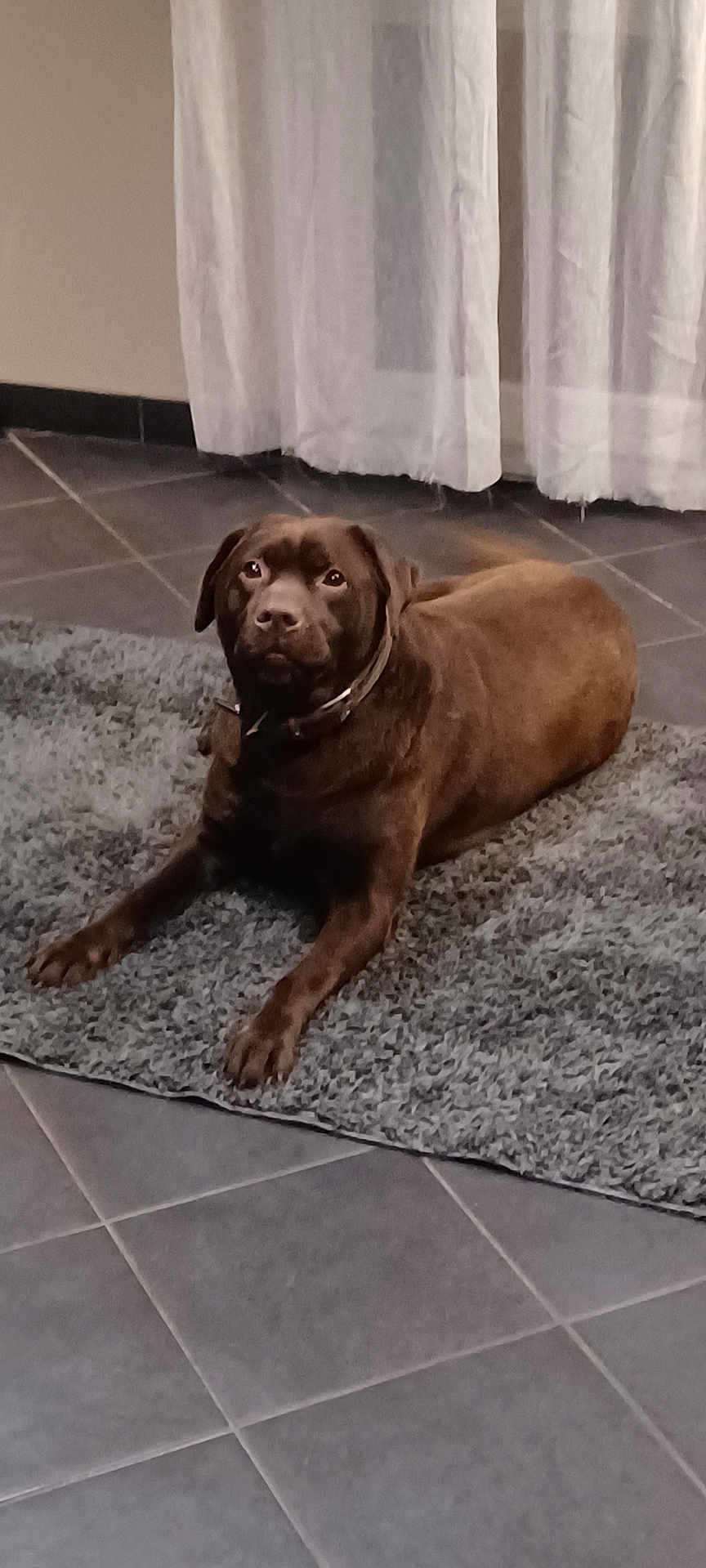 Parker participe au concours pour gagner de l'argent avec cette photo : dog, brown, indoor, rug, tile_floor, curtains, pet, animal, flooring, canine, resting, looking, collar, domestic, fur, laying_down, home, quiet, calm, medium_size