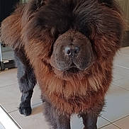 Ubert a rejoint le concours — aidez-le/la à gagner de superbes lots ! dog, chow_chow, indoor, pet, animal, furry, brown, floor, tile, canine, portrait, standing, house, home, mammal, companion, domestic, cute, fluffy, fur