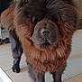 dog, chow_chow, indoor, pet, animal, furry, brown, floor, tile, canine, portrait, standing, house, home, mammal, companion, domestic, cute, fluffy, fur
