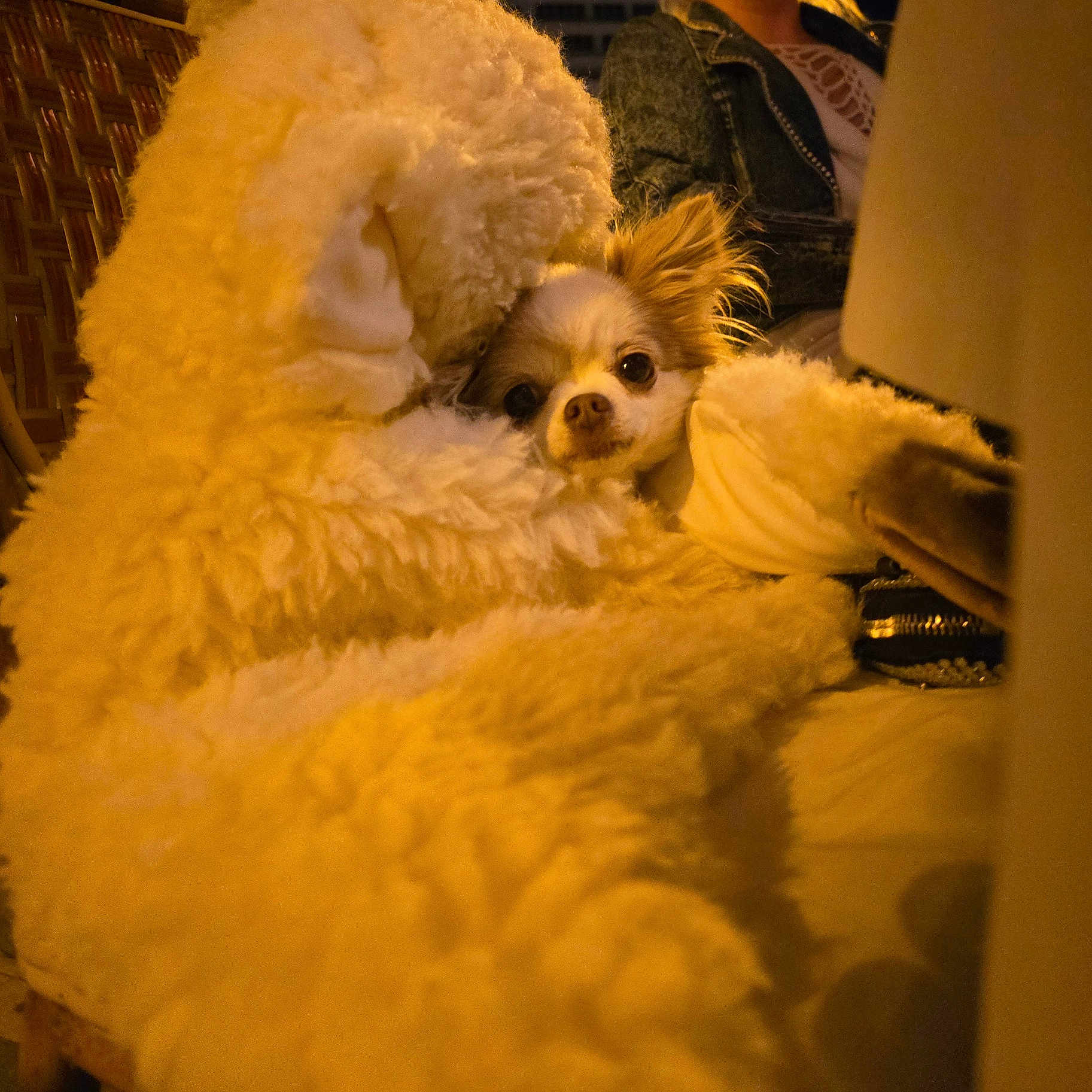 Yoda a rejoint le concours — aidez-le/la à gagner de superbes lots ! adult, animal, blanket, canine, chair, cockerspaniel, couch, cushion, dog, eskimodog, female, furniture, homedecor, papillon, person, pet, poodle, puppy, terrier, woman