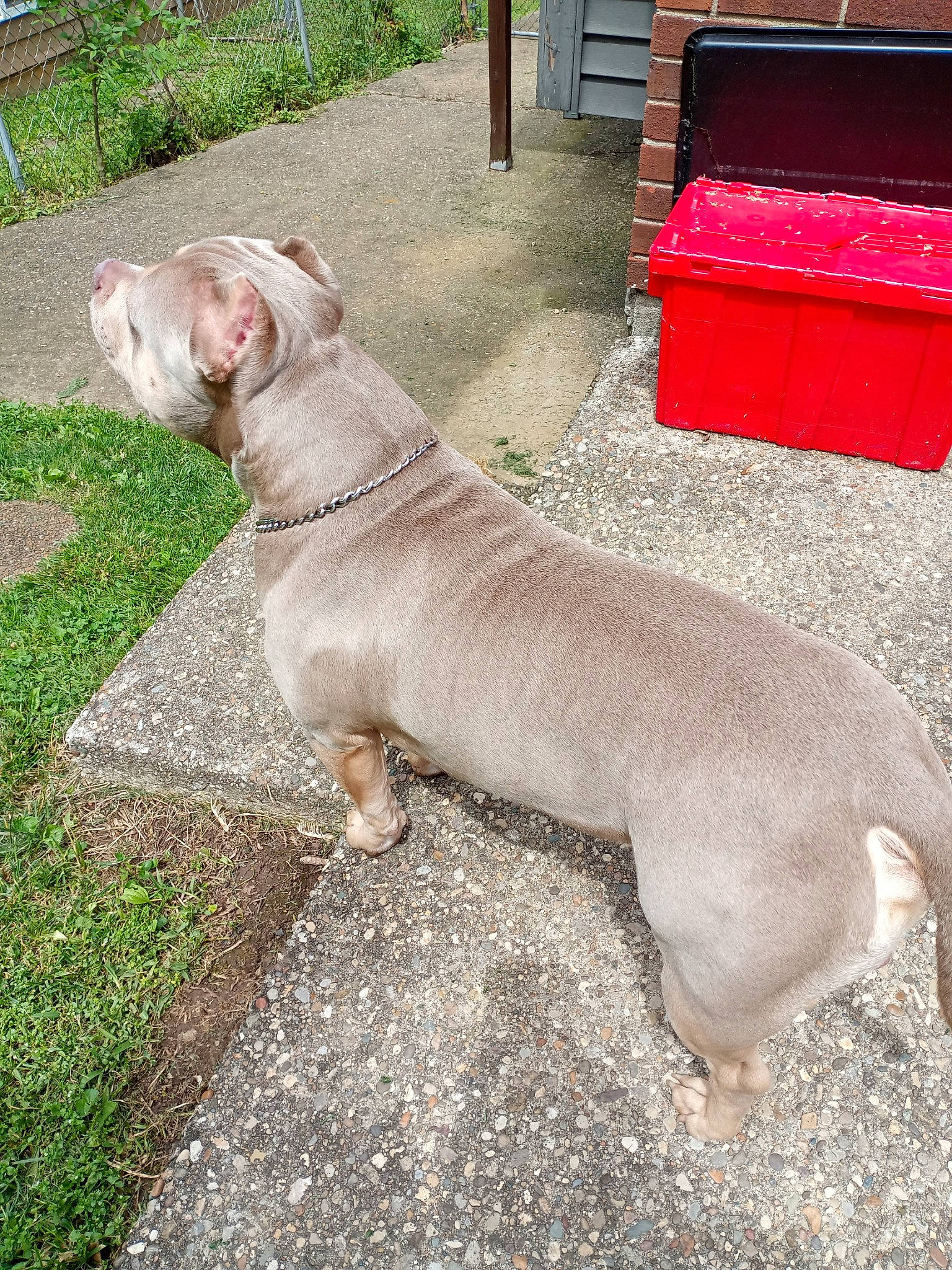 Baby Boy is registered to the contest to win money with this photo: american_pit_bull_terrier, american_staffordshire_terrier, canidae, carnivore, companion_dog, dog, dog_breed, fawn, grass, mammal, non_sporting_group, pit_bull, snout, sporting_group, vertebrate, weimaraner