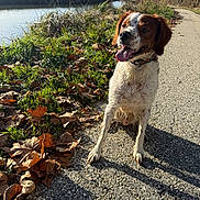 Rio participe au concours pour gagner de l'argent avec cette photo : dog, outdoor, river, grass, leaves, path, sunny, nature, pet, happy, tongue_out, collar, water, trees, fall, daylight, canine, animal, smiling, walk