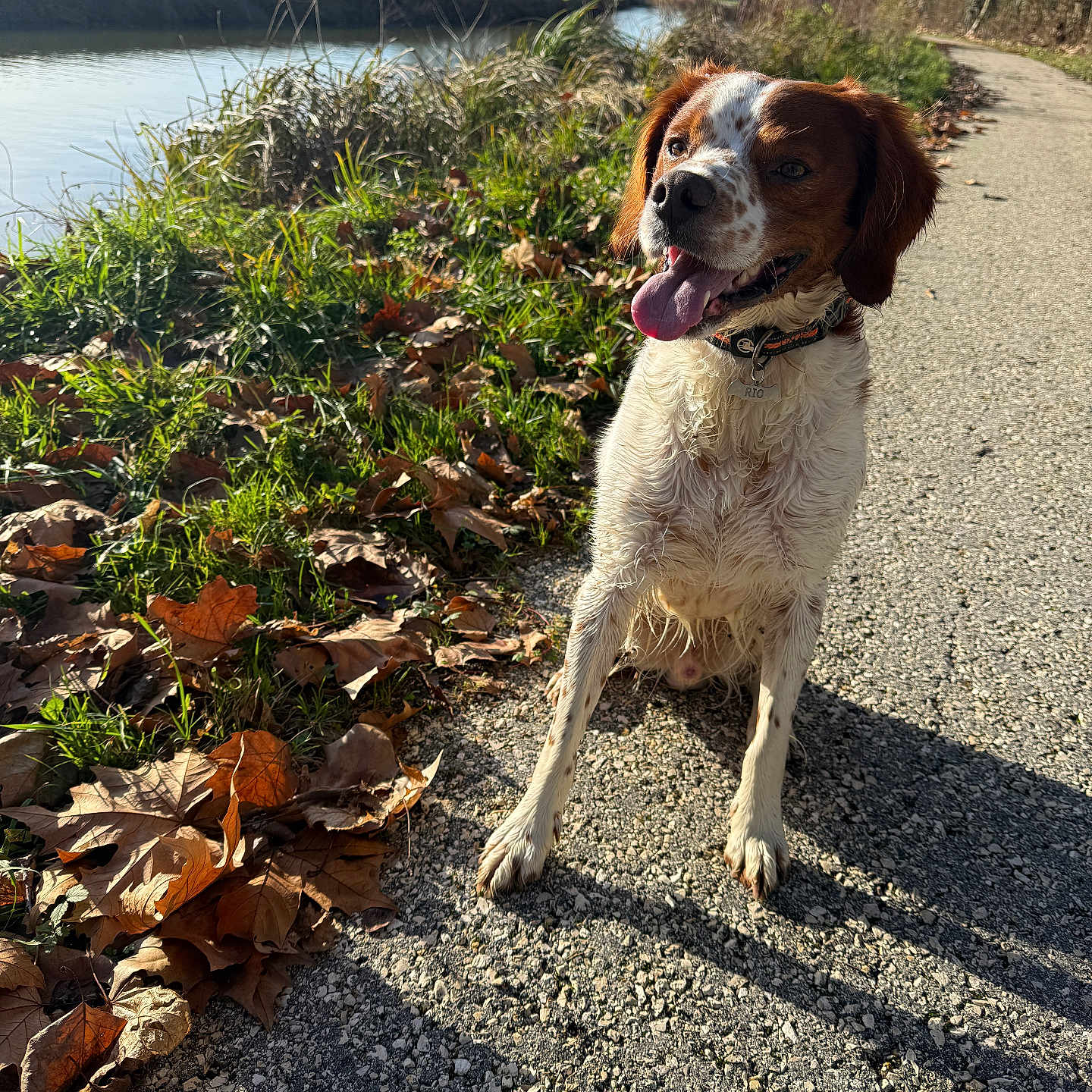 Rio participe au concours pour gagner de l'argent avec cette photo : animal, canine, collar, daylight, dog, fall, grass, happy, leaves, nature, outdoor, path, pet, river, smiling, sunny, tongue_out, trees, walk, water