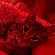 Zai is registered to the contest to win money with this photo: cat, dog, arm, bed, blanket, quilt, striped_cat, fluffy_dog, resting, sleeping, indoor, red_light, cozy, pet, animal, feline, canine, whiskers, ears, closeup