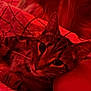 cat, dog, arm, bed, blanket, quilt, striped_cat, fluffy_dog, resting, sleeping, indoor, red_light, cozy, pet, animal, feline, canine, whiskers, ears, closeup