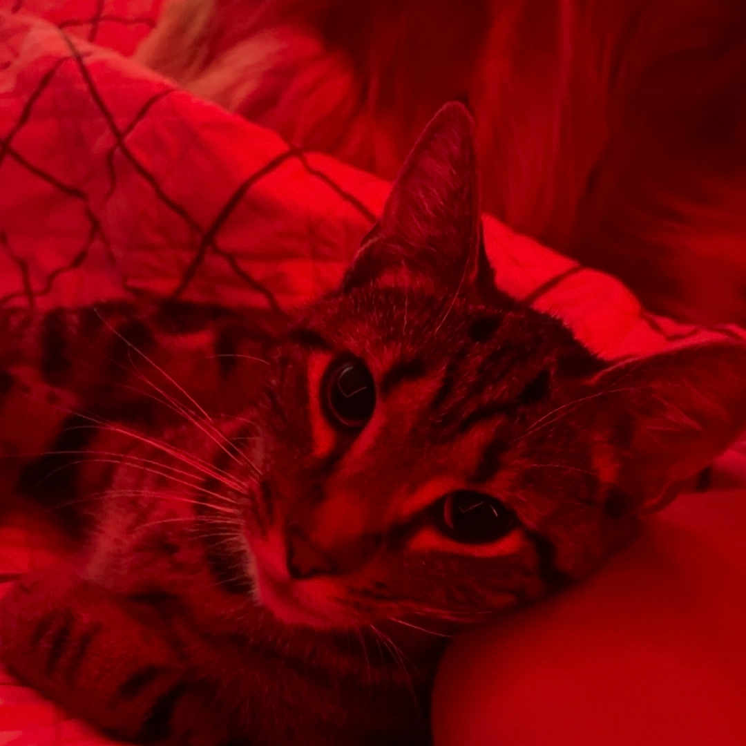 Zai is registered to the contest to win money with this photo: animal, arm, bed, blanket, canine, cat, closeup, cozy, dog, ears, feline, fluffy_dog, indoor, pet, quilt, red_light, resting, sleeping, striped_cat, whiskers